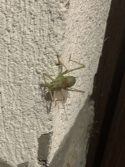 Ephippiger ephippiger