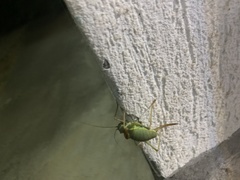 Ephippiger ephippiger