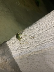 Ephippiger ephippiger