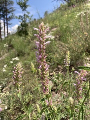 Agastache pallidiflora