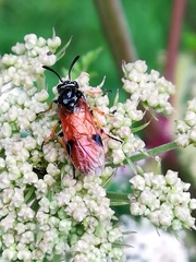 Arge melanochra