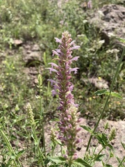 Agastache pallidiflora