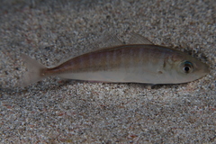 Trachurus