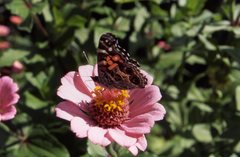 Vanessa virginiensis