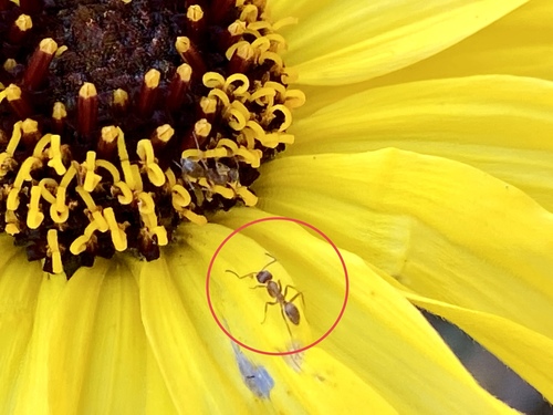 iNaturalist observation photo of Argentine Ant