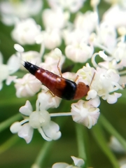 Tachyporus obtusus