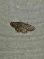 Idaea typicata