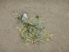 Desmarestia ligulata