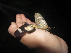 Acraea esebria