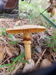 Amanita ochrophylla