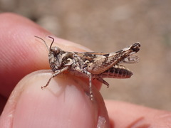 Dociostaurus genei genei