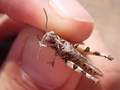 Dociostaurus genei genei