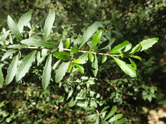 Bursaria spinosa