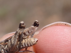 Dociostaurus genei genei