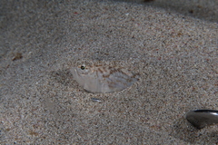 Echiichthys vipera
