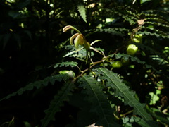 Burmeistera pterifolia