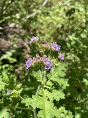 Phacelia neomexicana