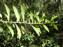 Bursaria spinosa