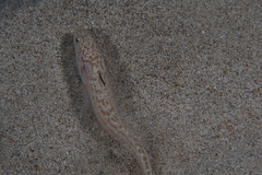 Echiichthys vipera
