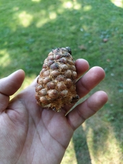Pinus sibirica