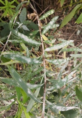 Podosphaera euphorbiae