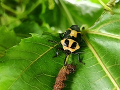 Euthyrhynchus floridanus