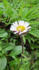 Erigeron komarovii