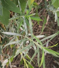 Podosphaera euphorbiae