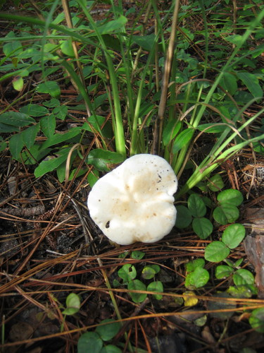 Xanthoconium image