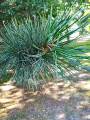Pinus sibirica