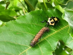 Euthyrhynchus floridanus