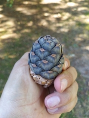 Pinus sibirica