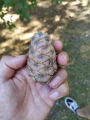 Pinus sibirica