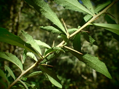 Bursaria spinosa