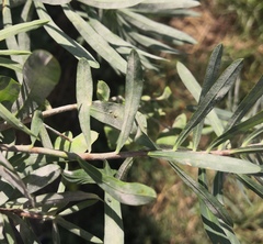 Podosphaera euphorbiae