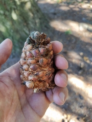 Pinus sibirica