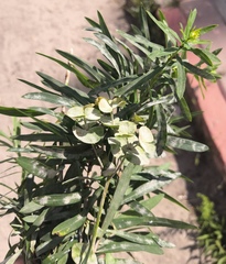 Podosphaera euphorbiae