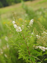 Spiraea salicifolia