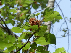 Dombeya ledermannii