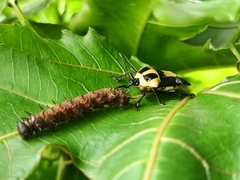 Euthyrhynchus floridanus