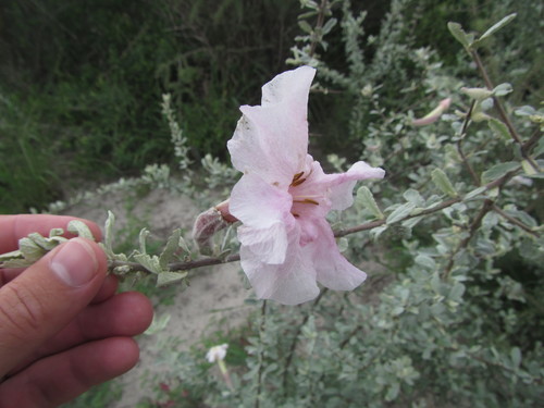 trumpet thorn (Catophractes alexandri)