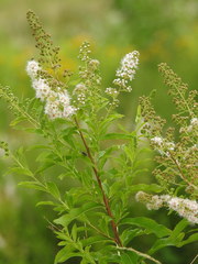 Spiraea salicifolia