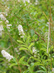 Spiraea salicifolia