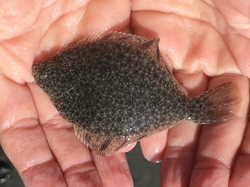Starry Flounder