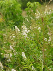 Spiraea salicifolia