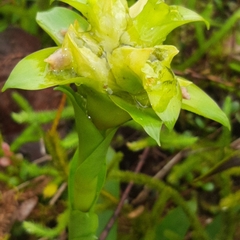Werauhia notata