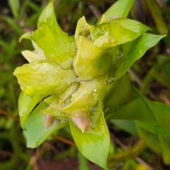 Werauhia notata