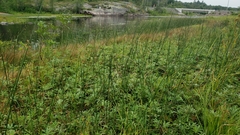 Schoenoplectus heterochaetus