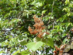 Dombeya ledermannii