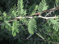 Acacia hebeclada subsp. chobiensis image